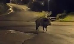 Zonguldak’ta aç kalan domuzlar şehre indi