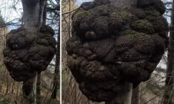 Ormanda avlanırken tesadüfen buldu! Altın değerinde