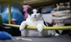 Tartıda 12 kiloyu gören Boncuk, diyet ve pilatesle zayıflıyor