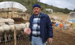 Antalya'da 508 çobana destek destek!