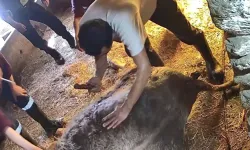 Hamile ineğe anestezisiz sezaryan yapıp ölümüne neden olanlar hakkında suç duyurusu!