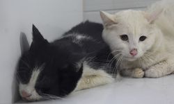 Cehennemi yaşadılar! 26 kedi yanarak can verdi