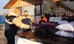 Kızılay’da kış çiçekleriyle renkli dokunuş