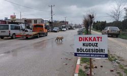 Kuduz alarmı: 4 mahalle karantinaya alındı!