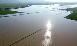 Menderes Nehri taştı: 2 bin dönümlük arazi sular altında kaldı