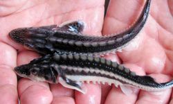 100 bin liraya satın aldığı balığı denize bıraktı!