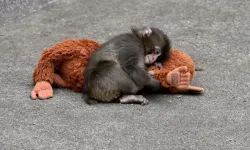 Annesiz kalan Punch dünyayı duygulandırdı: Sarıldığı peluş oyuncak yok satıyor