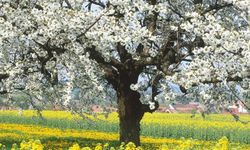 İstanbul, Ankara, İzmir ve Bursa’ya müjde: Sıcaklıklar artıyor, bahar geliyor!