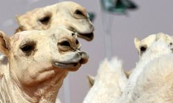 Deve güzellik yarışmasında 'botoks' skandalı: 20 deve diskalifiye edildi