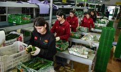 Savaş sonrası Türkiye'den Rusya'ya sebze ihracatı arttı