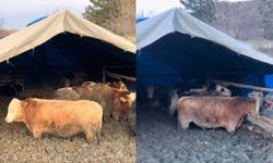 O görüntülere tepki yağdı! Tarım Bakanlığı'ndan işletmeye ceza