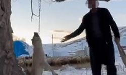 'Çok yemek yiyor' dediği köpeğini ağaca asıp öldürdü!