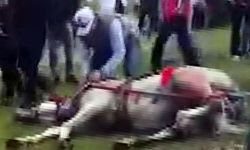 Koşamadığı gerekçesiyle ata şiddet uygulayıp bayılttılar: 2 gözaltı