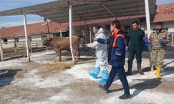 Malatya TİGEM'de şap hastalığı