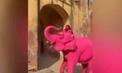 Fotoğraf çekimi için fili pembeye boyadılar