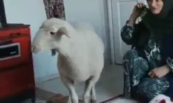 Firari koyun 'Tarçın', bulundu