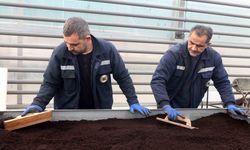 Yenimahalle’de çiçekler tohumdan üretiliyor