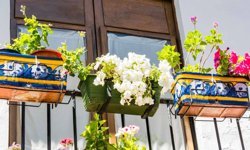 Balkonunuzu Renklendirecek Taze Mevsim Çiçekleri