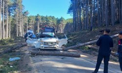 Kesilen ağaç seyir halindeki kamyonetin üzerine devrildi: 1 ölü, 2 yaralı