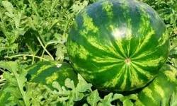 Edirne'de karpuz üretimine büyük destek; işte son başvuru tarihi