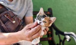 Ankara’da sokak hayvanlarına 8 milyonu aşkın sağlık hizmeti