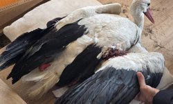 Hatay'da 2 ayda göç yolundaki 53 leyleği vurdular!