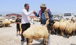 Bayram yaklaşırken kurbanlıklarda fiyatlar dudak uçuklattı!