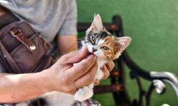 ABB, 8 milyondan fazla sokak hayvanına veterinerlik hizmeti verdi