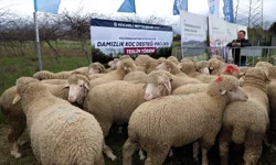 Kocaeli Büyükşehir'den hayvancılığa damızlık koç desteği