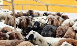 Vekalet yoluyla kurban kesim bedeli belli oldu!