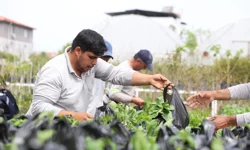 Muğla Dalaman'da üreticilere fide desteği sağlandı