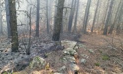 Aydın Kuyucak’ta orman yangını: 7 dekar alan zarar gördü