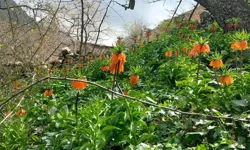 Endemik çiçeği koparmanın bedeli 700 bin TL!