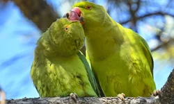 Seğmenler Parkı, yeşil papağanlarla canlandı