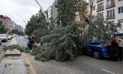 Ankara'da şiddetli rüzgarda devrilen ağaçlar nedeniyle 2 araç hasar gördü