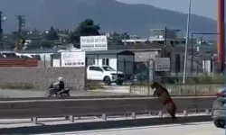 Firari keçi, trafiği birbirine katarak izini kaybettirdi