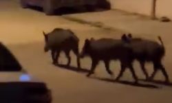 Aç kalan domuz sürüsü mahalleye indi!
