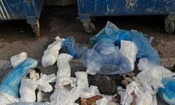 İzmir'de çöp konteynerinin önünde 33 ölü kedi bulundu