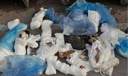 33 kedinin ölü bulunduğu olayda şüpheli veterinerle ilgili flaş gelişme