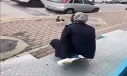 Kedinin yüzüne yağ çözücü sprey sıkan market çalışanı kovuldu!