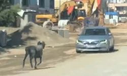 Sahibinin elinden kaçan kurbanlık koç, zor anlar yaşattı: İşte kamera görüntüleri