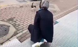 Kocaeli’nde kedinin yüzüne sprey sıkan şahıs gözaltına alındı