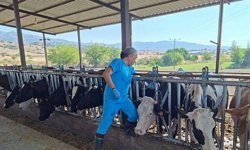 Şap hastalığı alarmı; 17 mahalle karantinada!