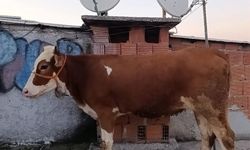 6 katlı binanın terasında kestiler! İşte kamera görüntüleri