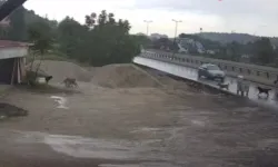 Ankara'da yaşlı kadına başıboş köpekler saldırdı