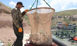 Denizi olmayan Kayseri, 49 ülkeye balık ihraç ediyor!