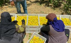 Dünya kayısı başkenti Malatya'da hasat zamanı