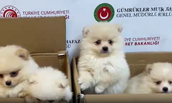 Köpek kaçakçıları sınırda yakalandı: 472 bin TL değerinde 6 yavru ele geçirildi!