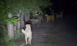 Ankara’da başıboş köpeklerle ayılar karşı karşıya geldi; o anlar kamerada