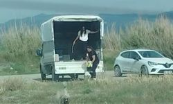 Kuşların doğal yaşam alanına kamyonetle çok sayıda köpek bıraktılar